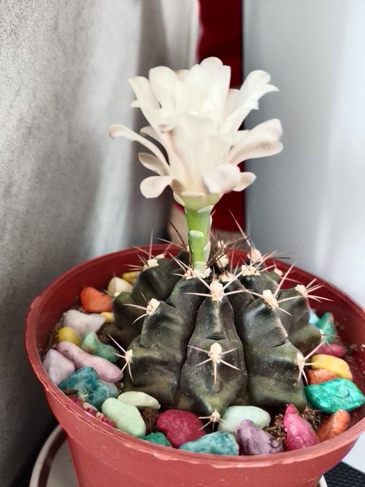 Цветущий кактус "Гимнокалициум"