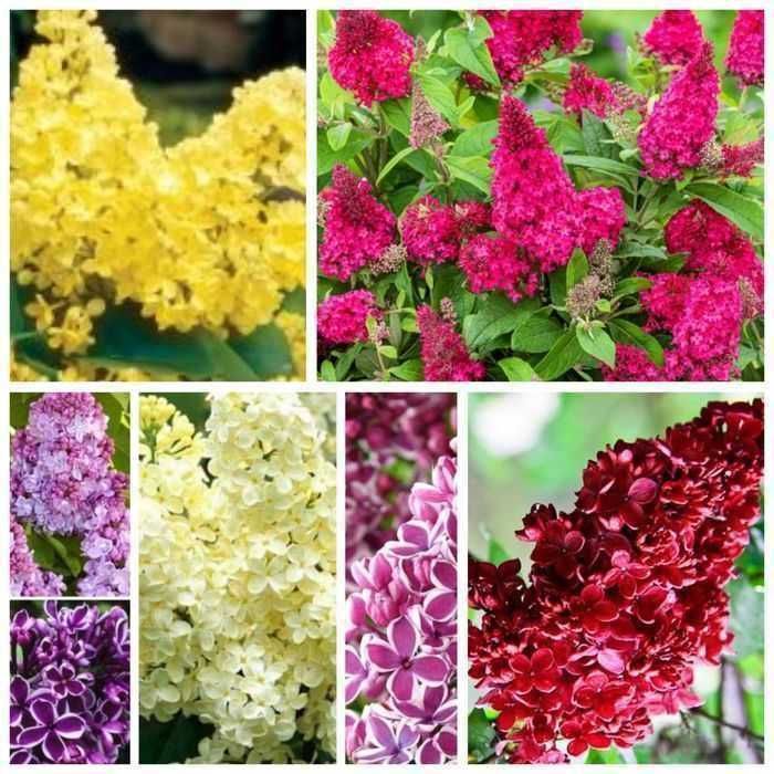 Pomi Liliac pt plantat, alb, mov, roz+alb, roz, mov+alb, rosu, galben