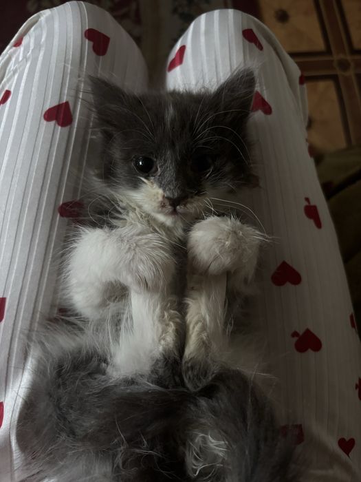 Хвостик, ищет дом