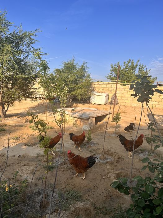 Жас Әтештер сатылады