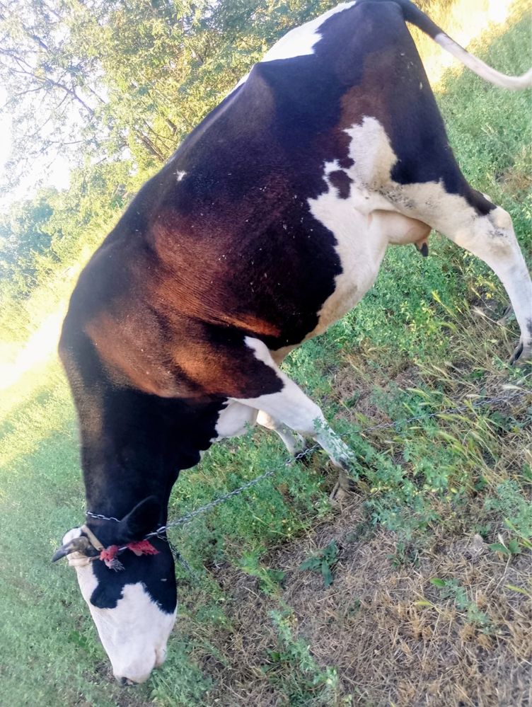 Ofer spre vanzare vaca si vitel holstein