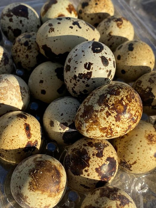 Prepelite carne carcasa oua pui prepelita