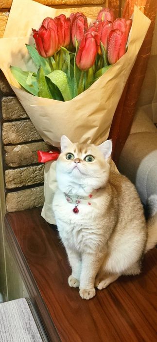 Котята британцы золотая шиншилла