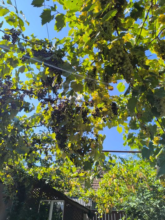 Vand struguri pt must sau vin