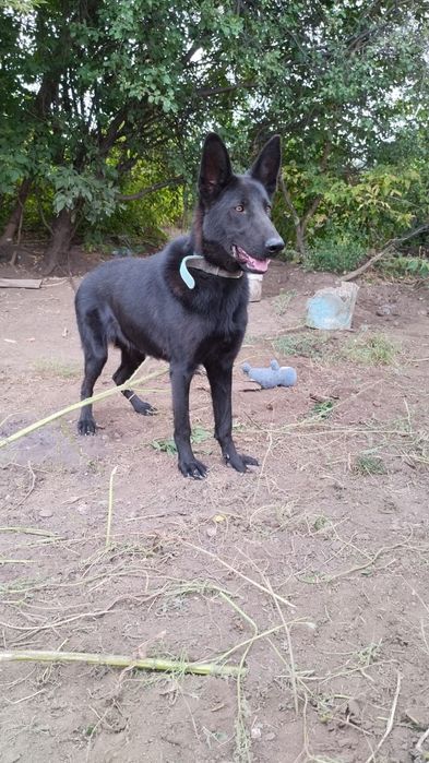 Немецкий овчарка