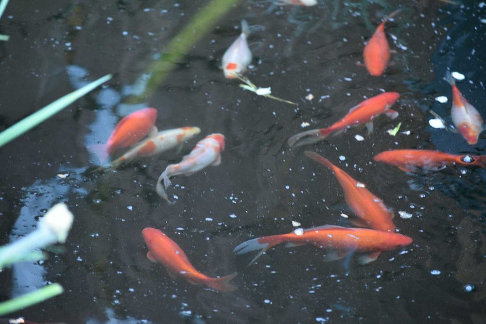 vand carasi aurii iaz