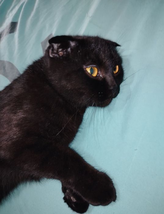 Mushuk sotiladi skottish fold