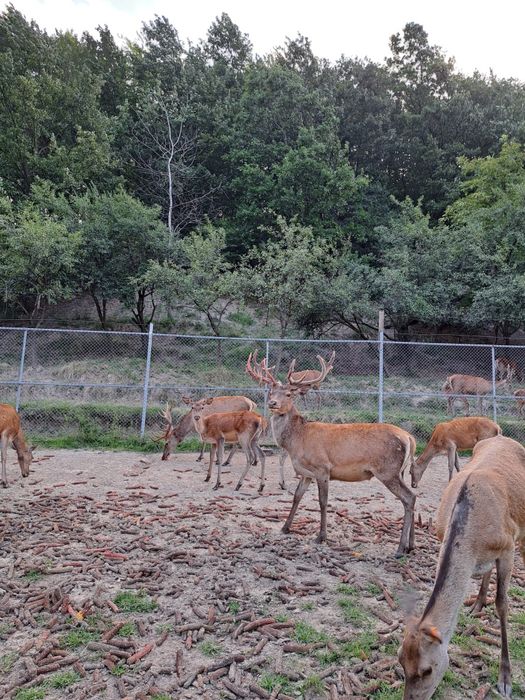 Cervus elaphus masculi si femele