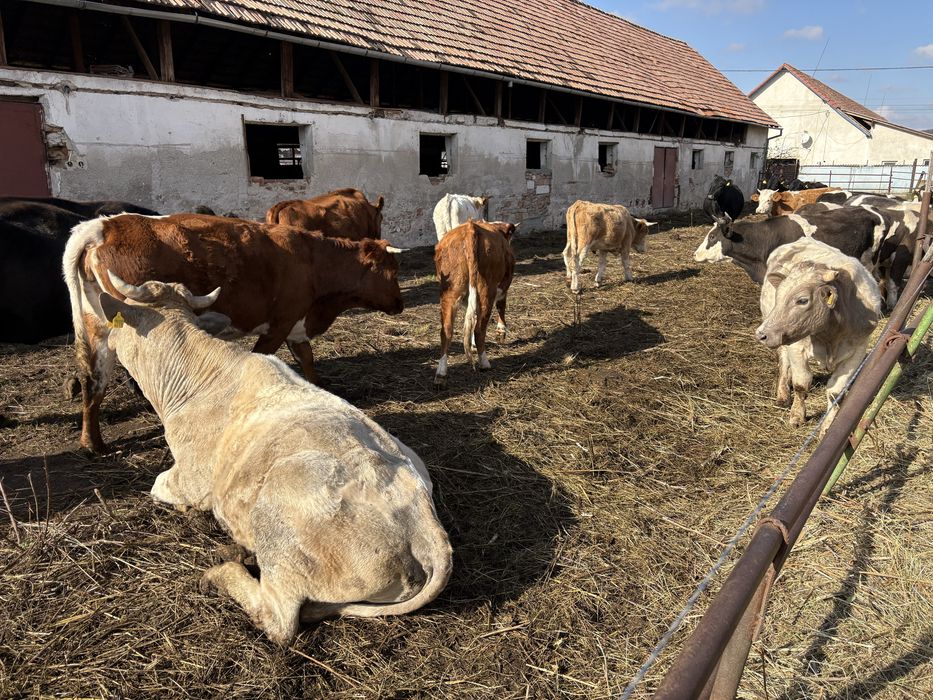 de vanzare vaci tinere si tauri