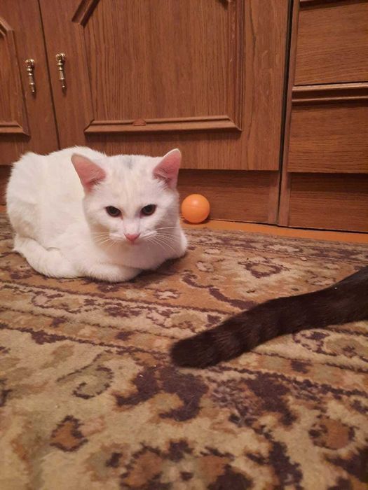 Отдадим в добрые руки котят