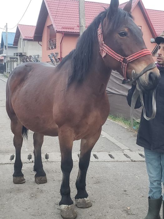 Vand sau schimb iapa