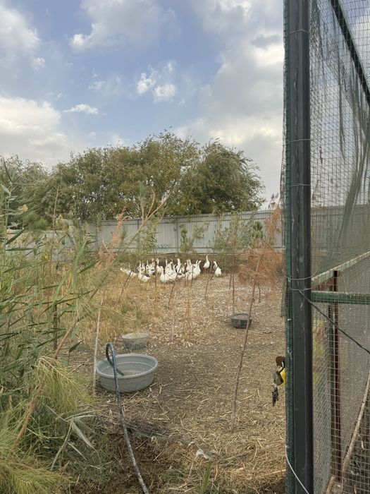 Гозлар зотли сотилади икинчи йил