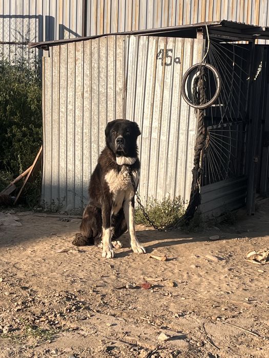 Алабай еркек линия мойнақ