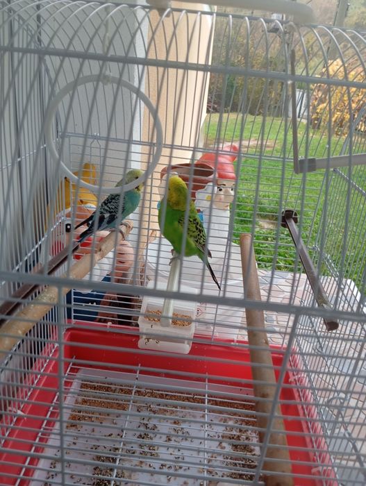 Papagali peruși pereche