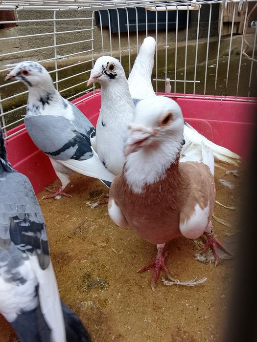 Vând porumbei voiajori baltati