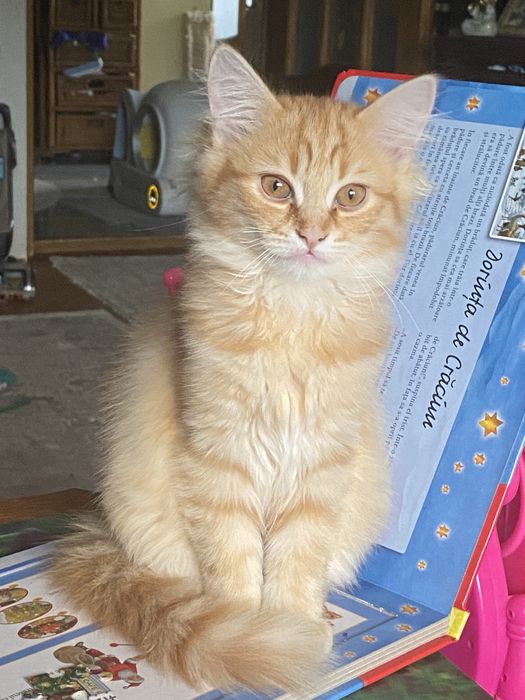 Ragdoll flame motanel 2,2 luni