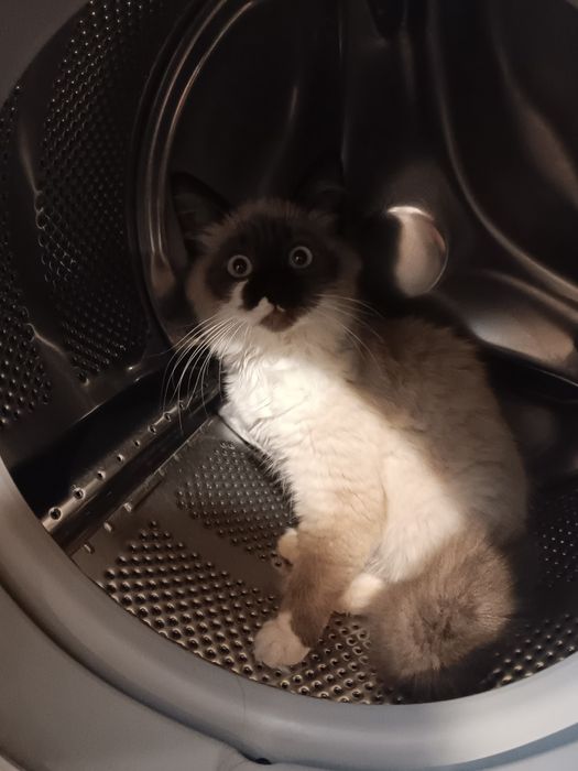 Породисти мъжки котки