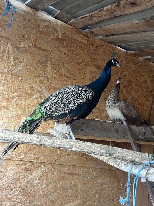 Vând pereche de păuni