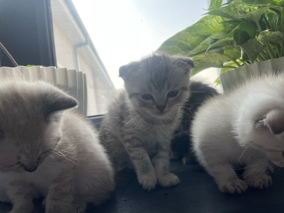 koshka vislouxo porodistiy страйт