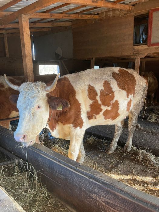 Vând vaca gestantă în 8 luni