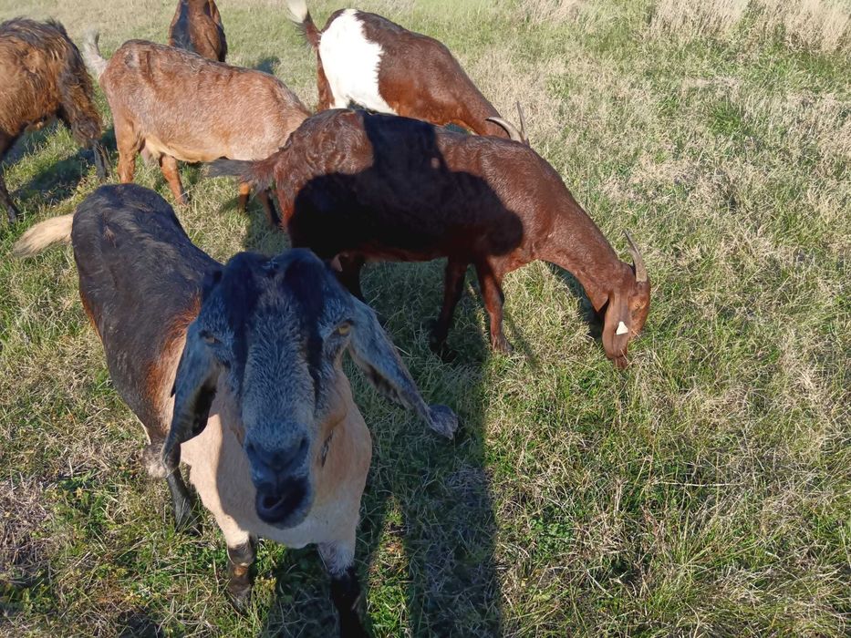 Vând capre, țapi și ieduțe anglo nubiene
