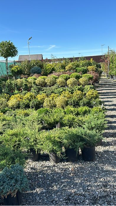 Aucuba Japonica , Criptomenia , Ienupar tarator, Azaleea  Salcam brazi