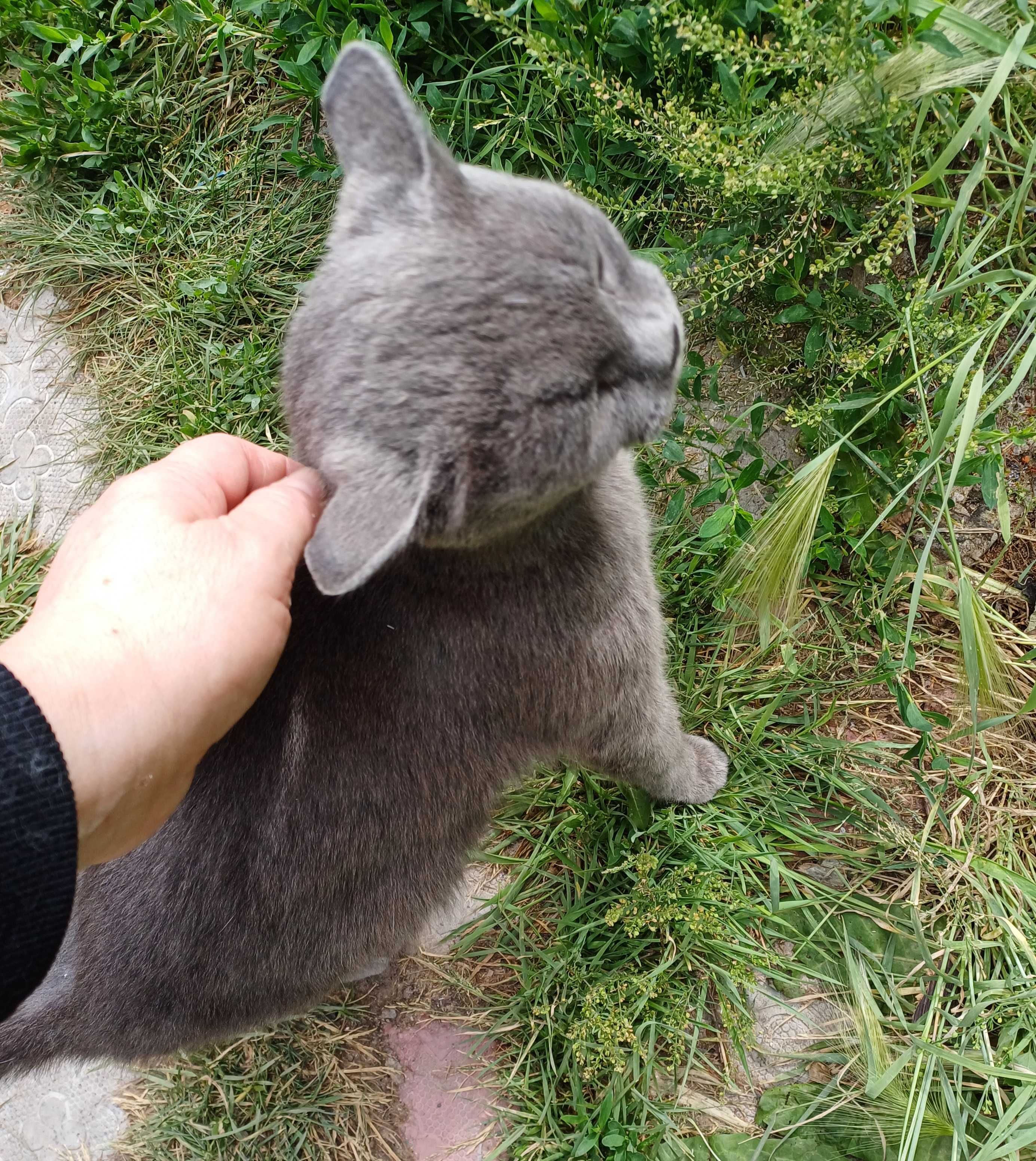 Кошечка Грея ищет самых добрых и ответственных котородителей