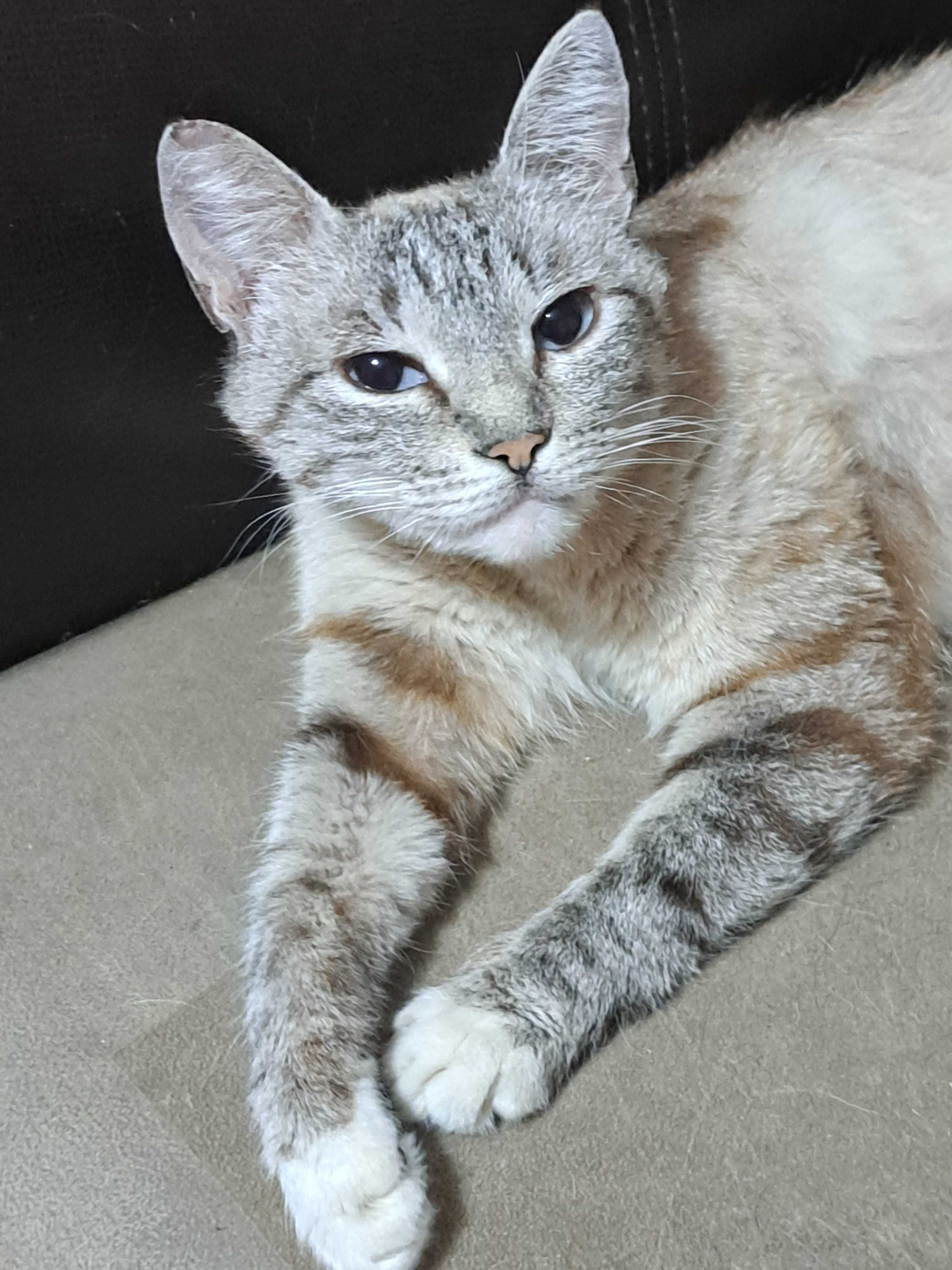 предлогается кошечка