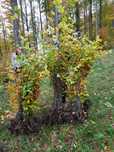 Fag/carpen,lemn cainesc/salcam, Pin,molid