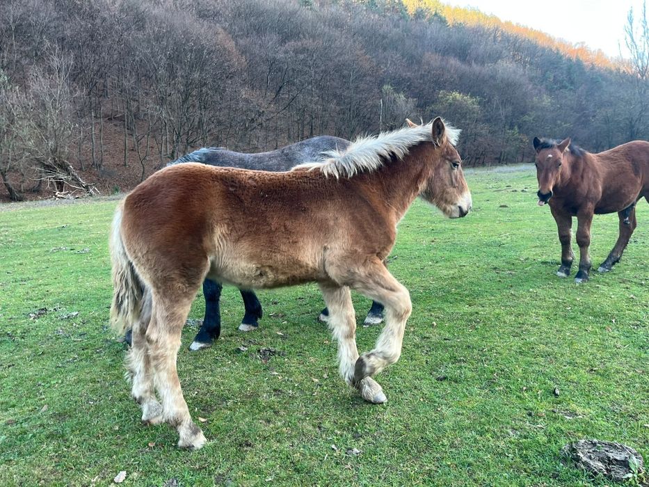 Vând 2 mânzi de 5 luni