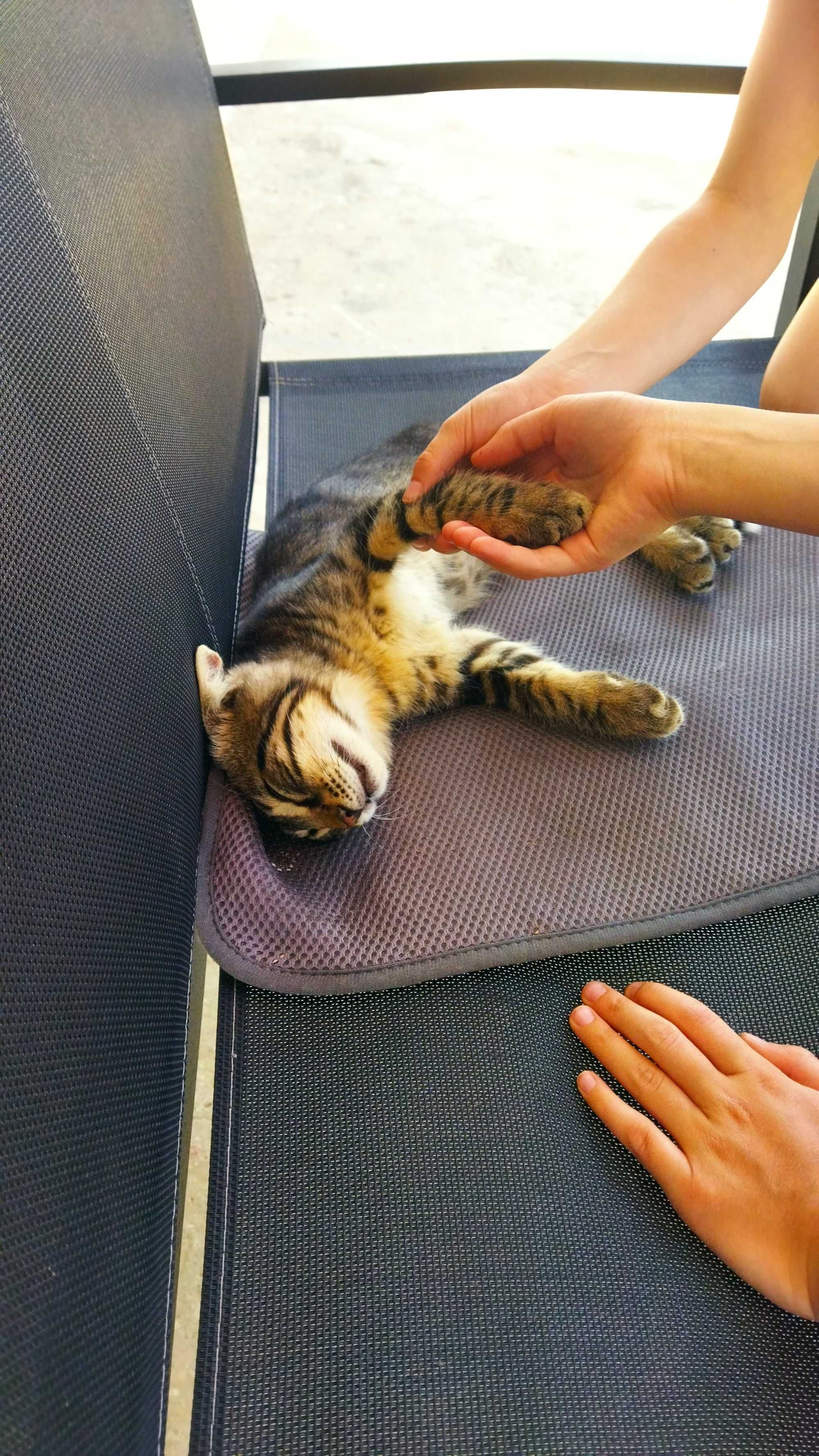 Подарявам коте / котета