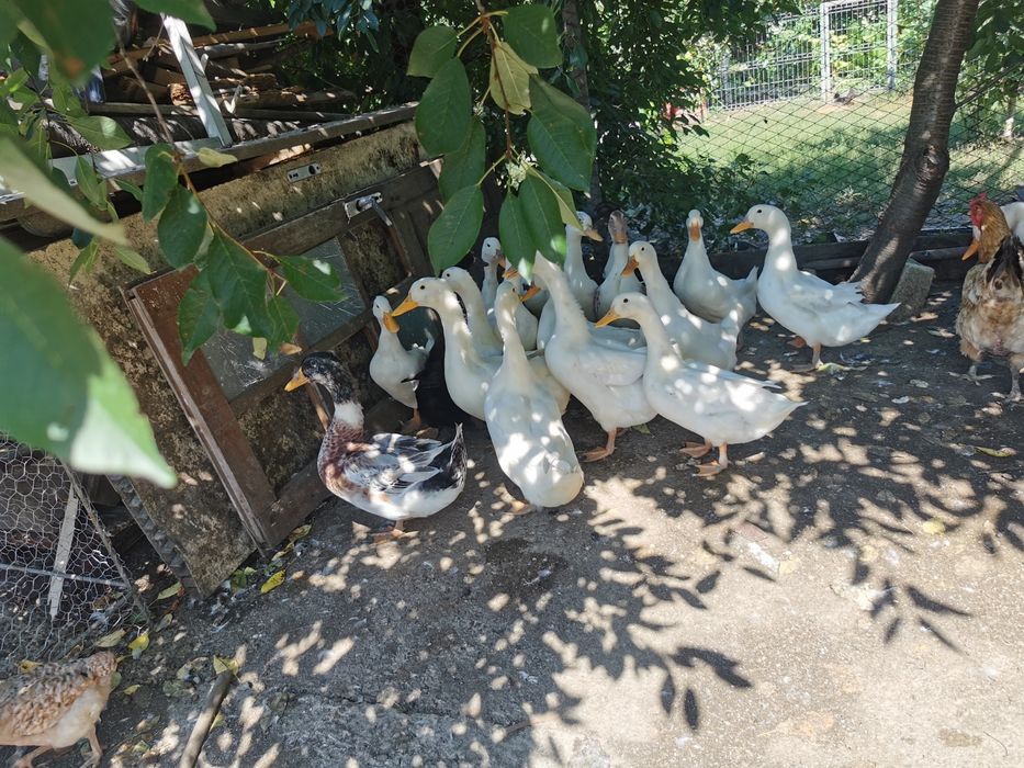 Rate crescute 100% sanatos