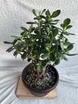 Planta banilor, Arborele de Jad, Crassula Ovata