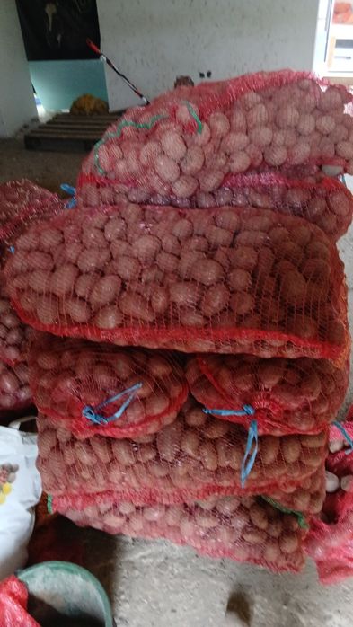 Cartofi animale 074[060]45[98)