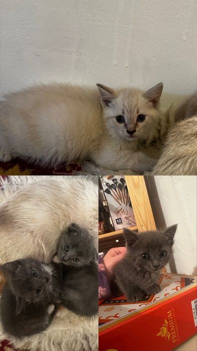 Котята в теплый уютный дом