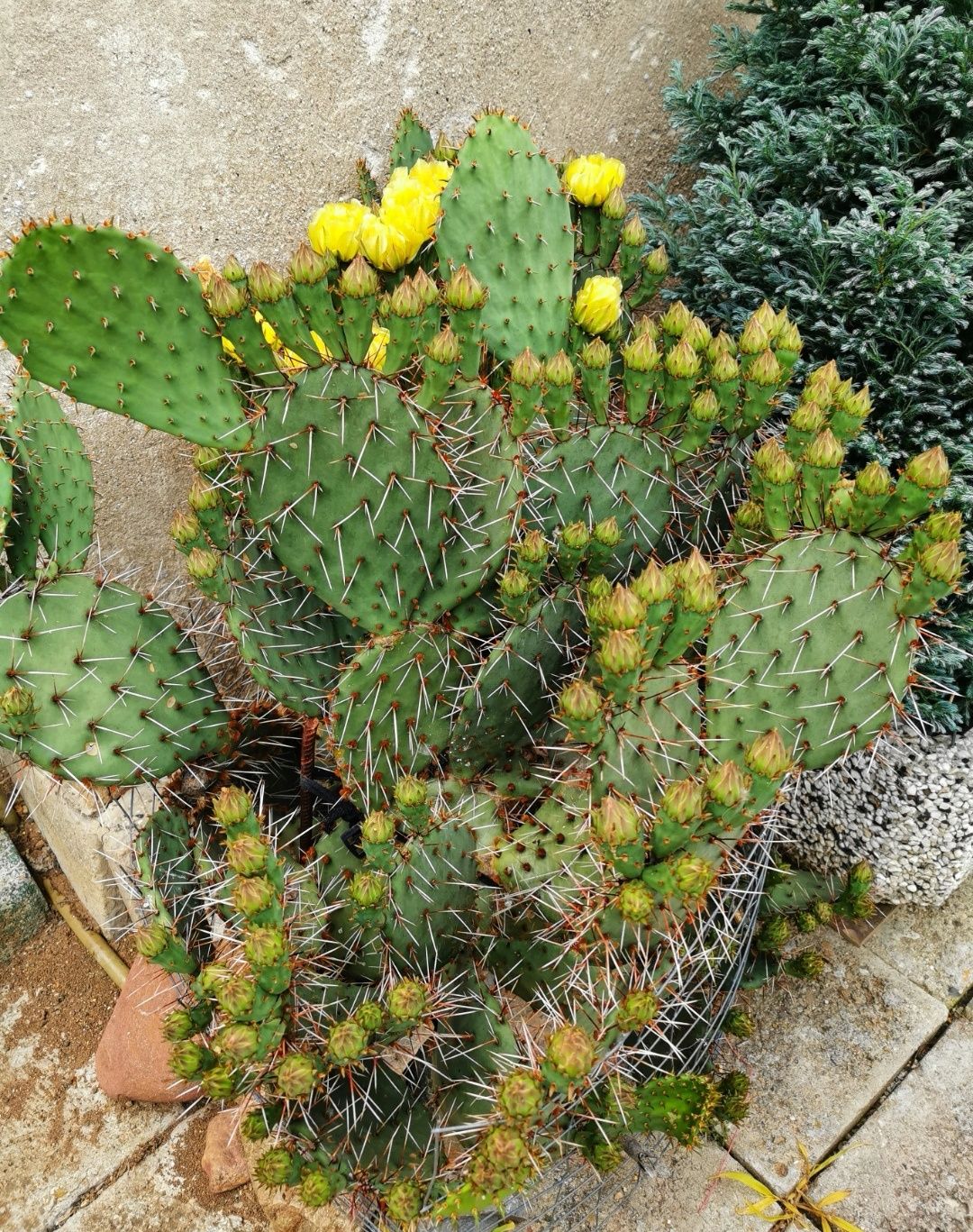 Opuntia Cymochila цъфтящ дворен студоустойчив кактус