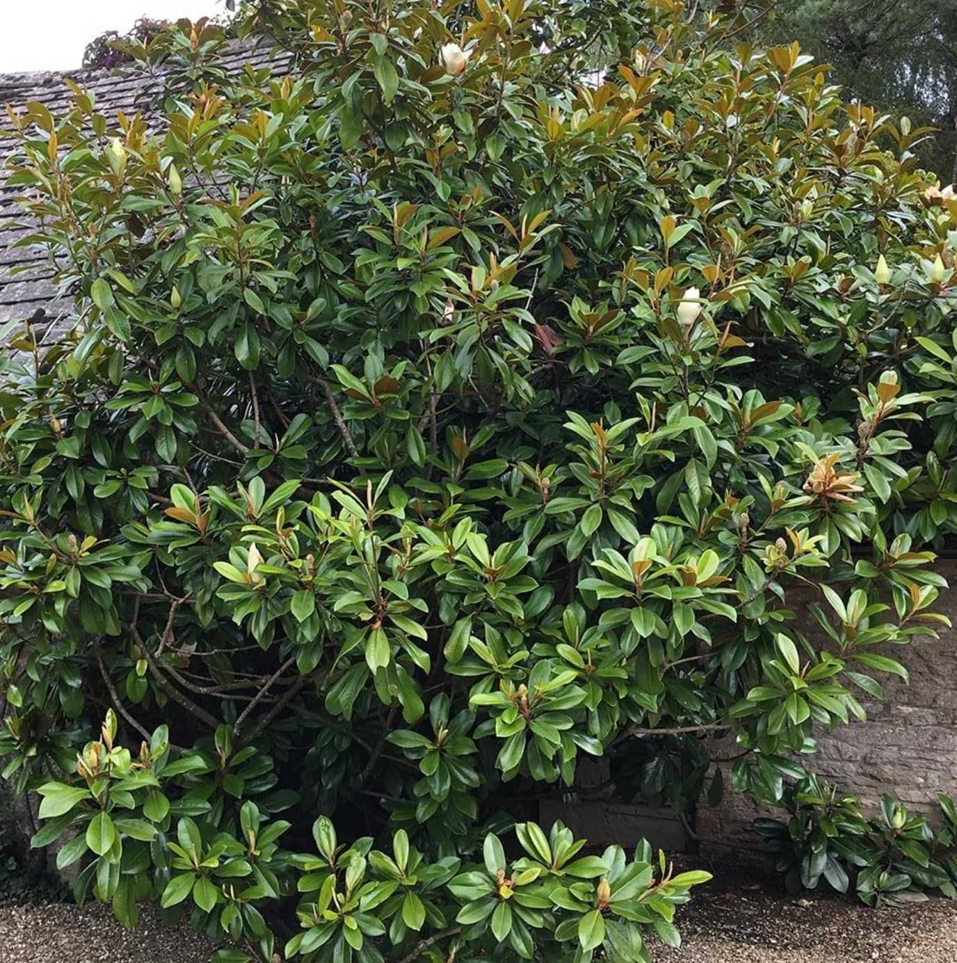 Magnolia Grandiflora Tufa sau Copac
