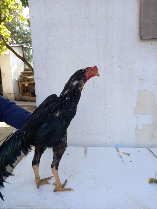 Dakan xoroz sotiladi