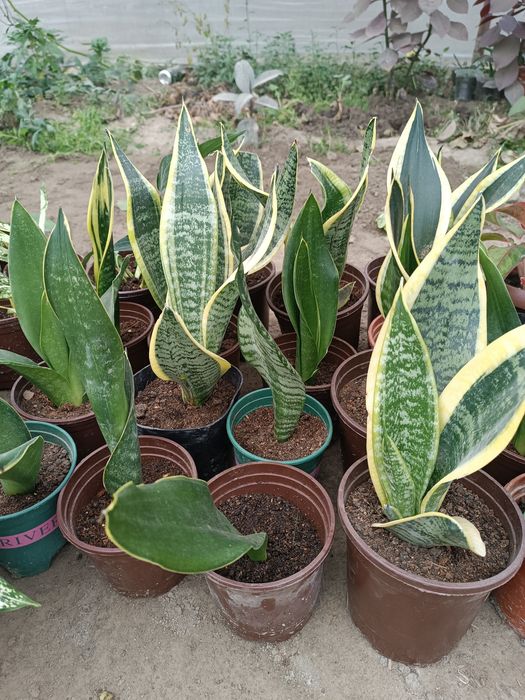 Xonaki gullar sotiladi