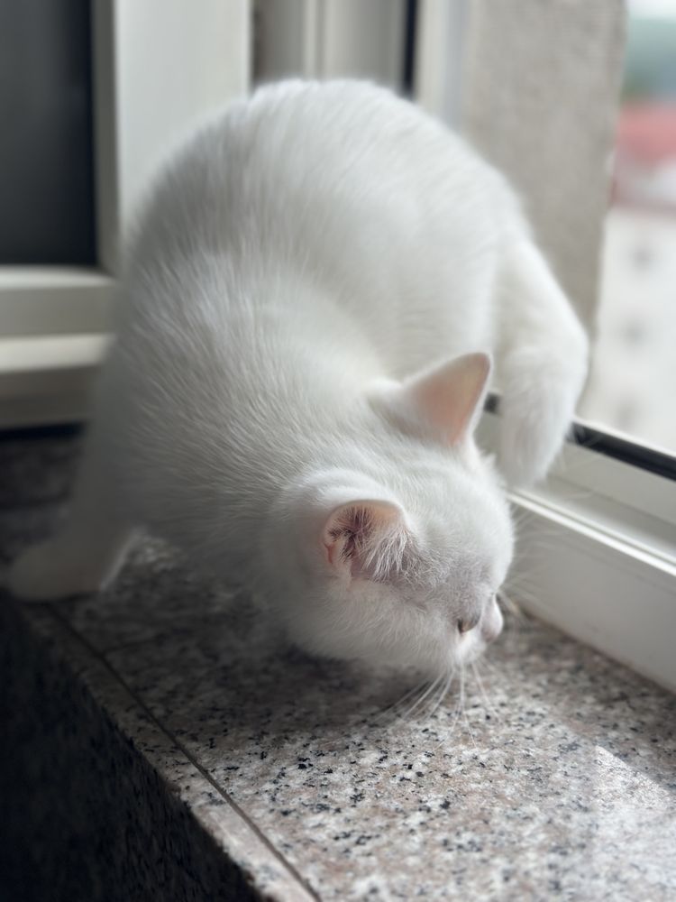British si Scotish shorthair