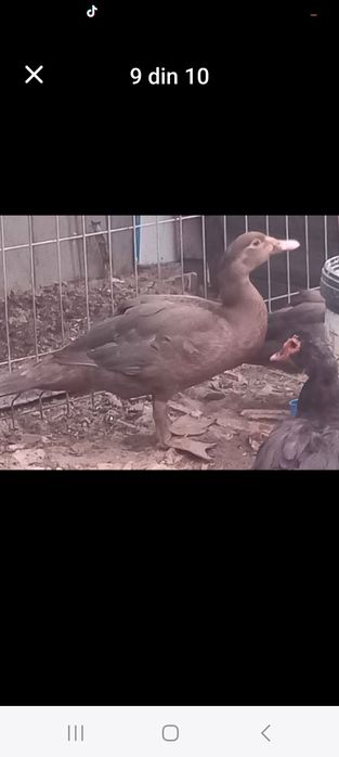 Rațe leșești Ciocolatii pentru reproducere