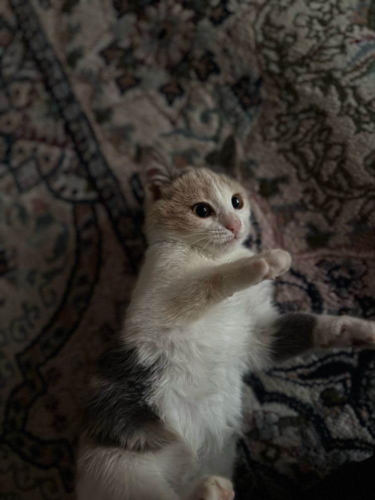 Отдам котенка в добрые руки