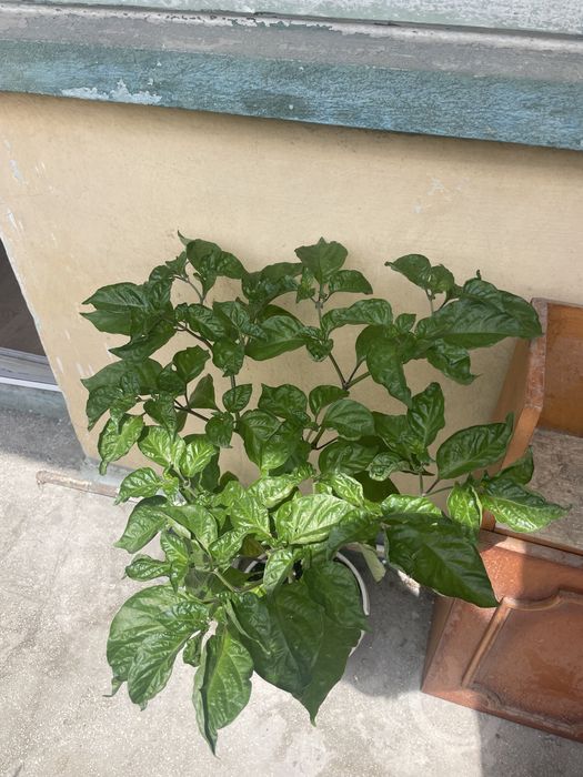 Vand ardei carolina reaper