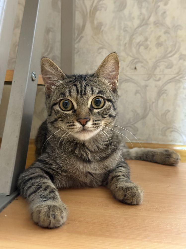 Отдам в добрые руки котята