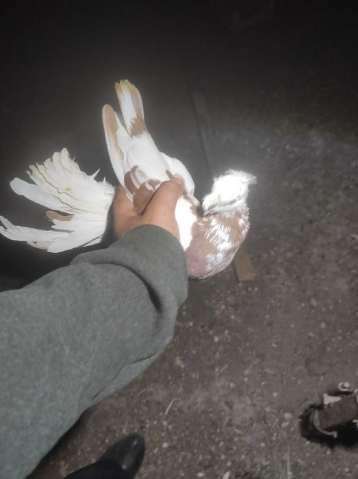 Чубатые голуби  и разные сочи