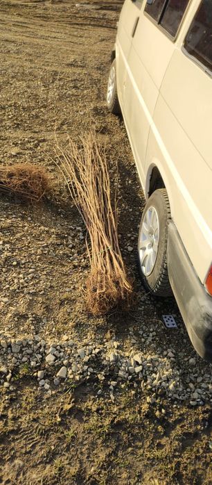 Puieți salcâm frasin tei fag carpen stejar mesteacăn plop brad molid