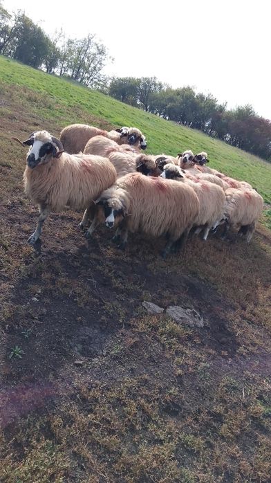 Vând Animale ce se vede