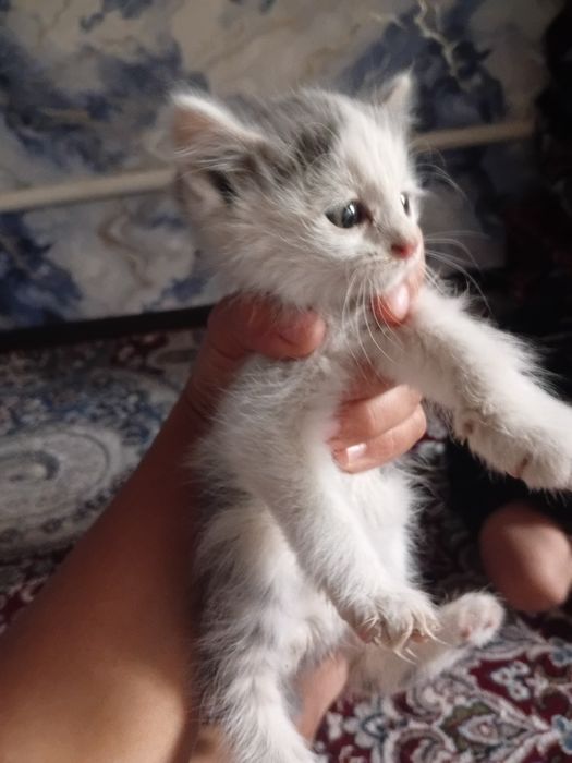 1 oylik mushuklar onasini moshin bosibdi