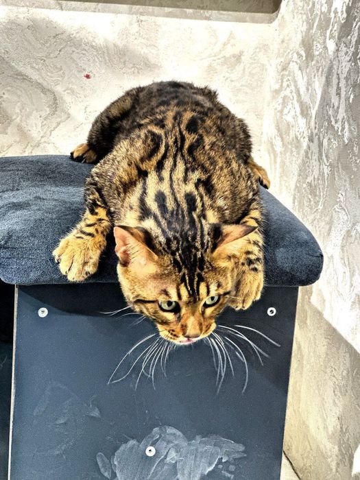 Bengal mushugi sotiladi