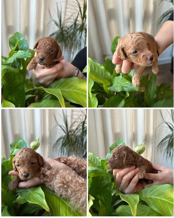 Мини пудели, родени на 07.10.